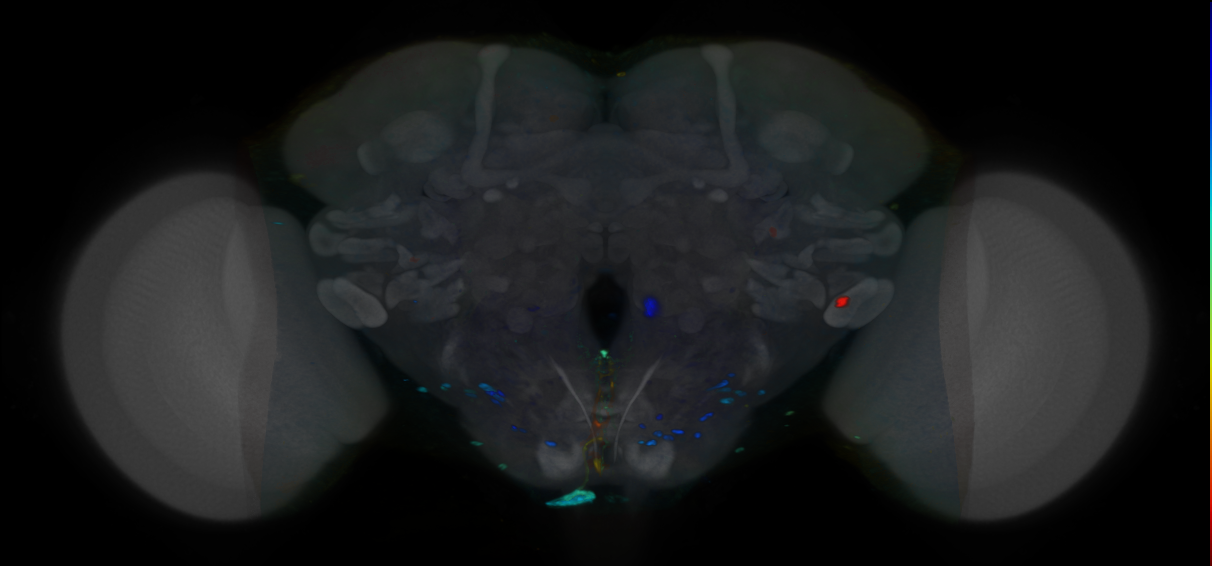 P{VT037878-GAL4} expression pattern