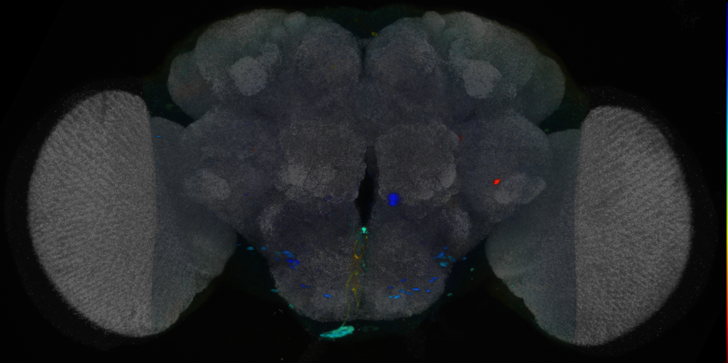 P{VT037878-GAL4} expression pattern