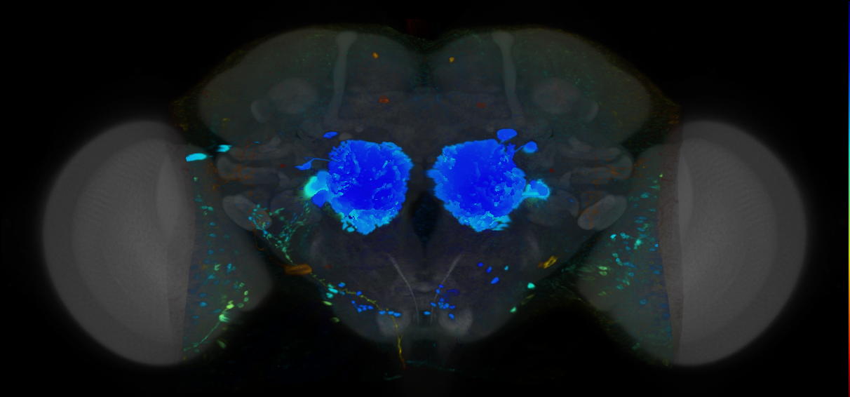 P{VT038208-GAL4} expression pattern