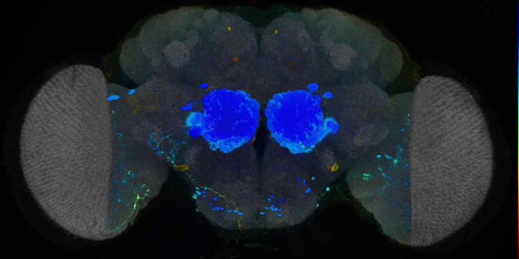 P{VT038208-GAL4} expression pattern