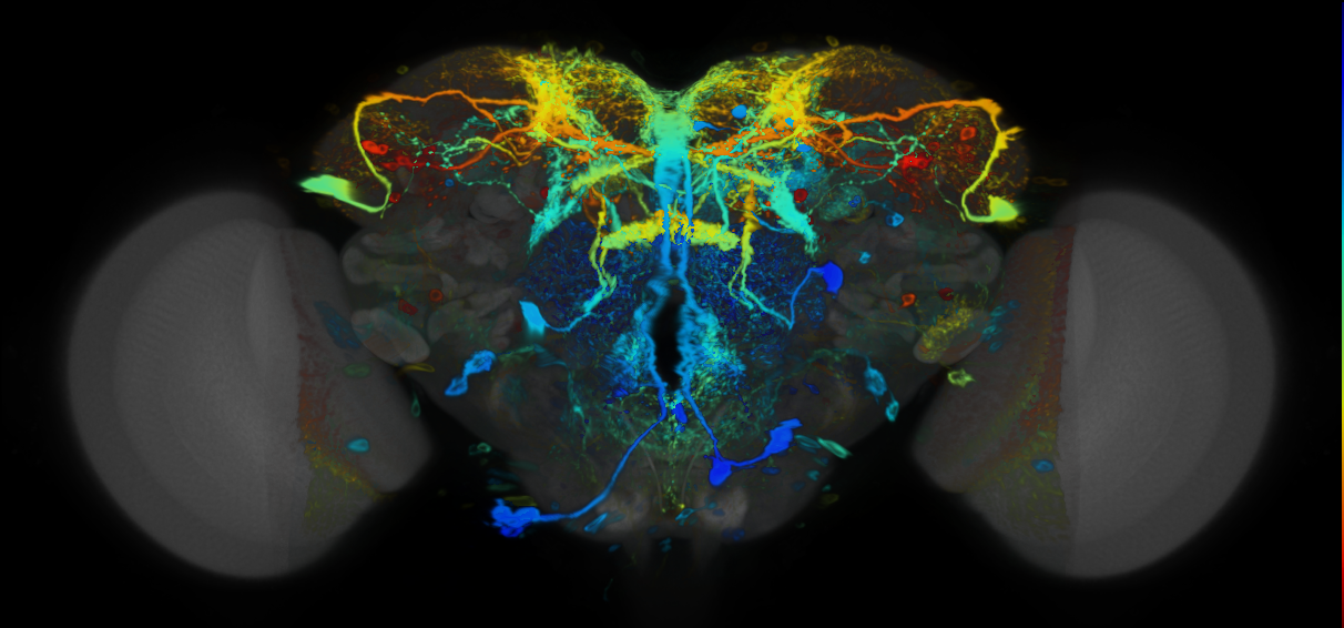 P{VT038211-GAL4} expression pattern