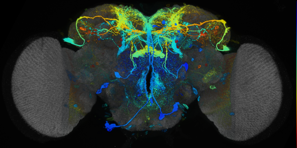 P{VT038211-GAL4} expression pattern