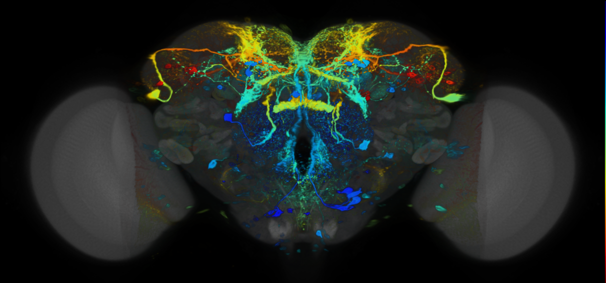 P{VT038211-GAL4} expression pattern