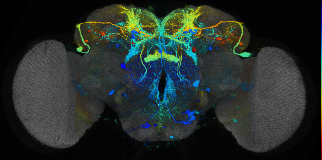 P{VT038211-GAL4} expression pattern