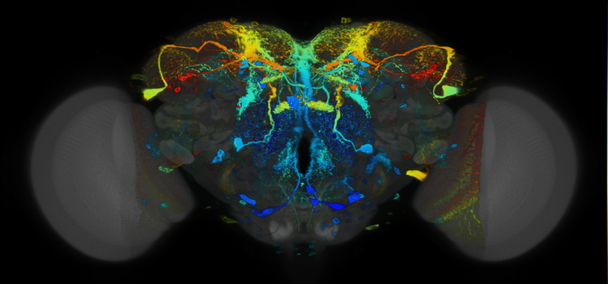 P{VT038211-GAL4} expression pattern