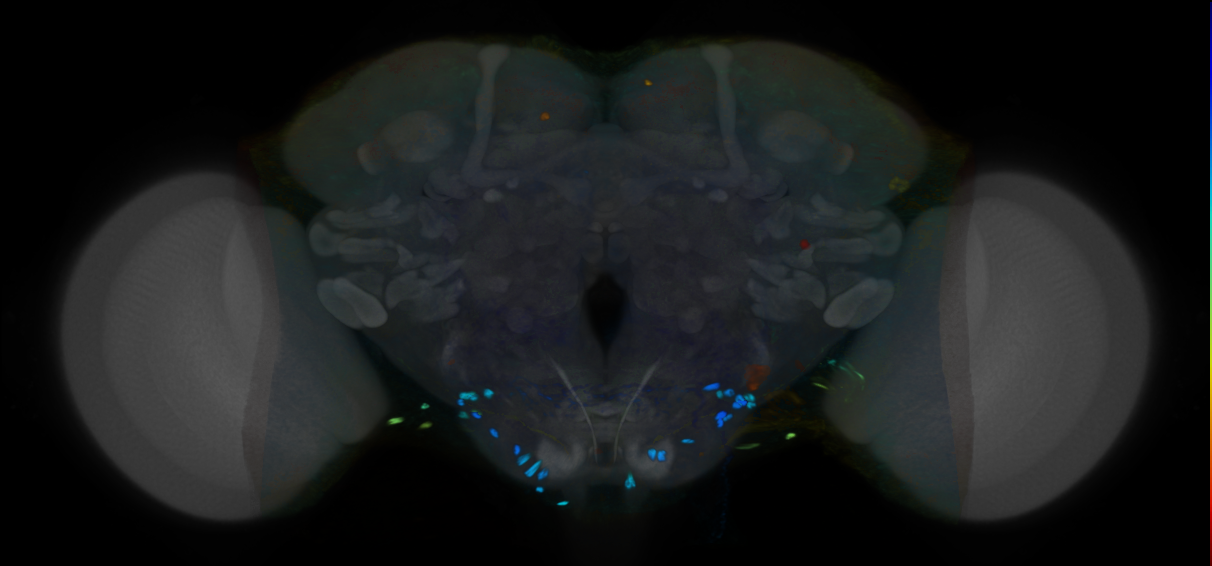 P{VT038333-GAL4} expression pattern