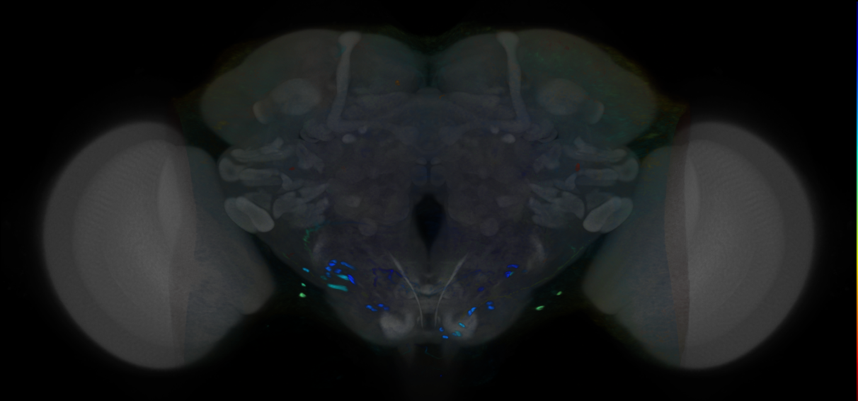 P{VT038333-GAL4} expression pattern