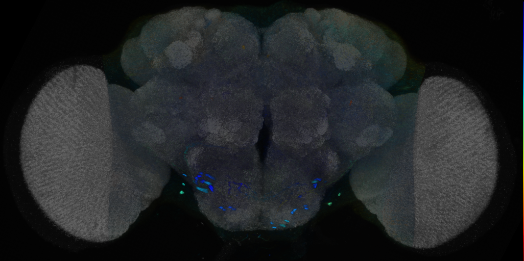 P{VT038333-GAL4} expression pattern