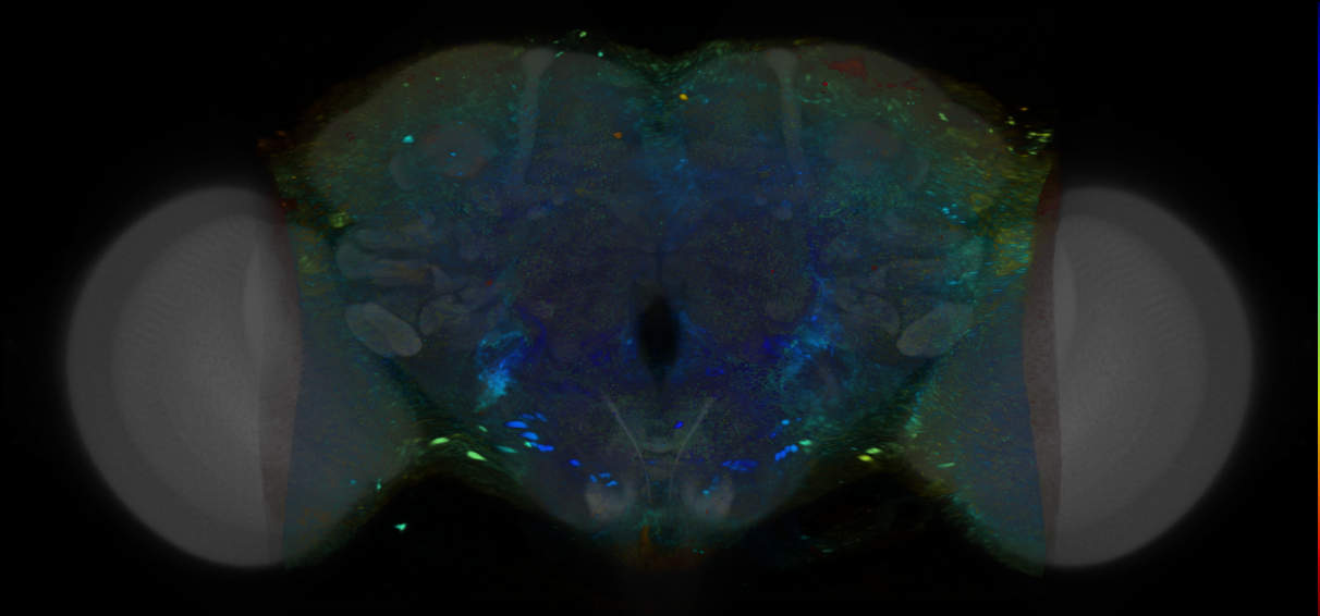 P{VT038539-GAL4} expression pattern