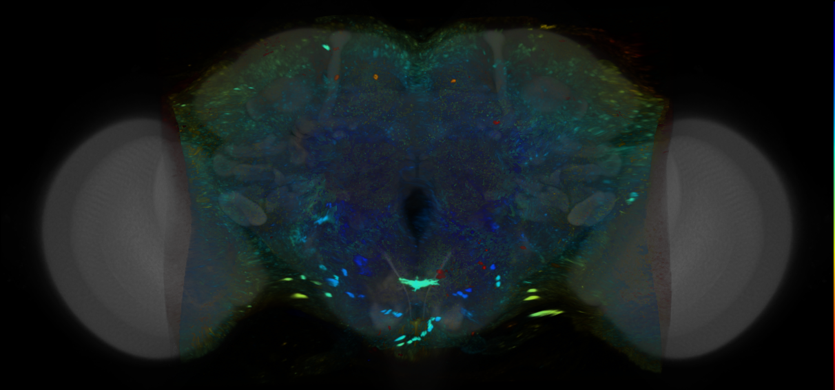 P{VT038539-GAL4} expression pattern