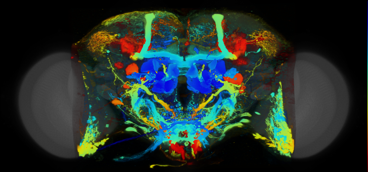 P{VT038550-GAL4} expression pattern