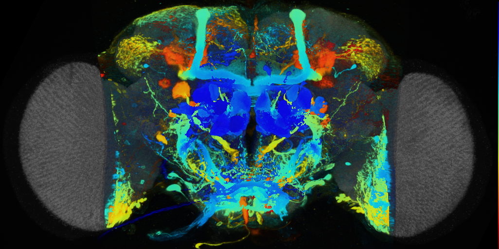 P{VT038550-GAL4} expression pattern