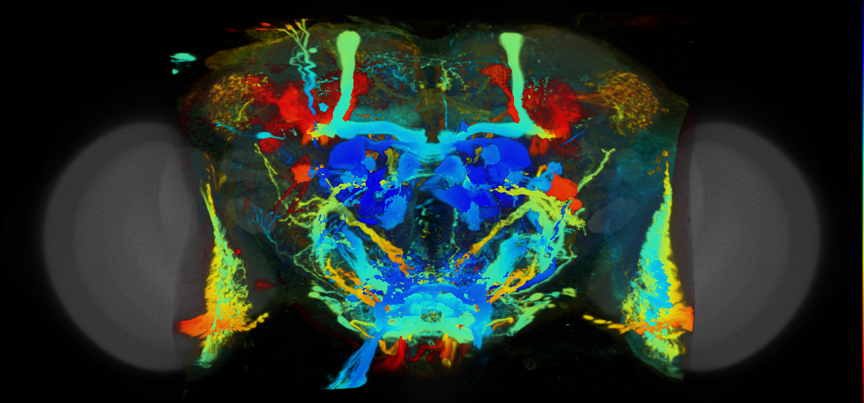 P{VT038550-GAL4} expression pattern