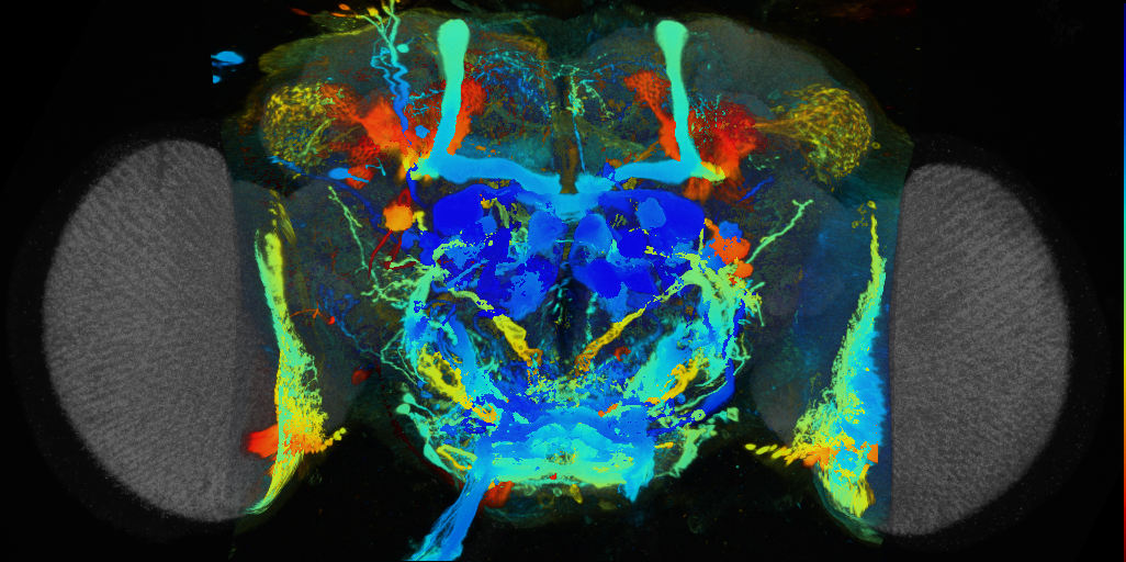 P{VT038550-GAL4} expression pattern