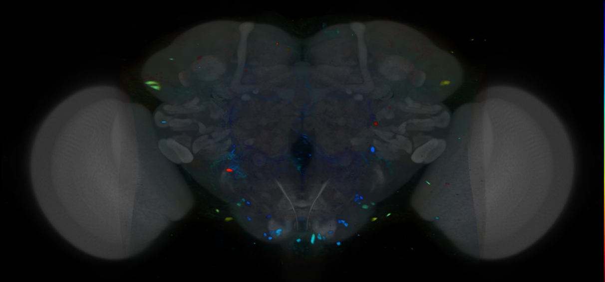 P{VT038595-GAL4} expression pattern