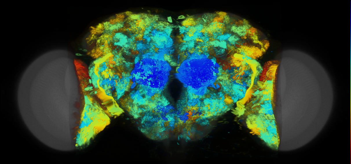 P{VT038781-GAL4} expression pattern