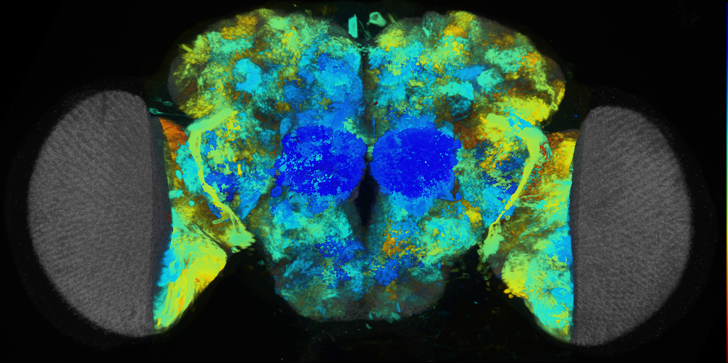 P{VT038781-GAL4} expression pattern