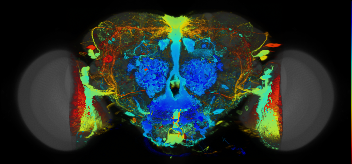 P{VT038815-GAL4} expression pattern