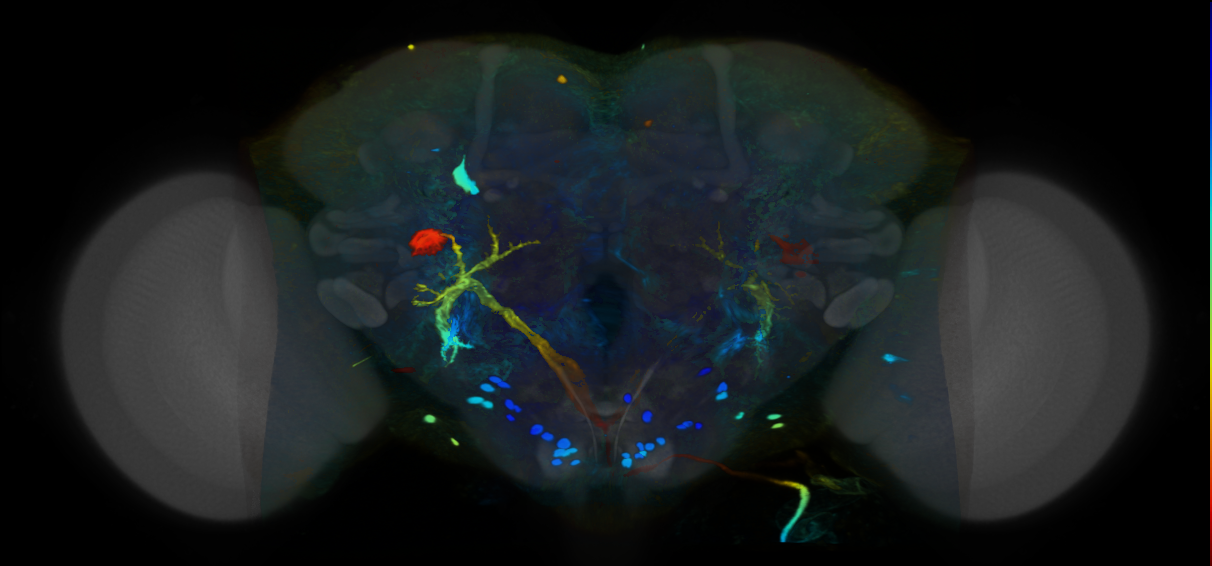 P{VT038819-GAL4} expression pattern