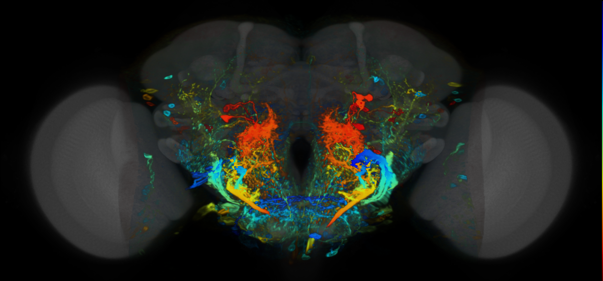 P{VT038823-GAL4} expression pattern