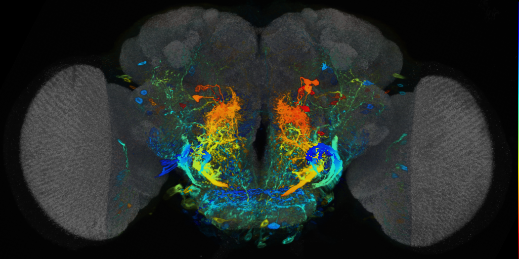 P{VT038823-GAL4} expression pattern