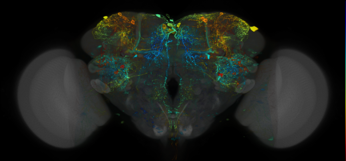 P{VT038964-GAL4} expression pattern