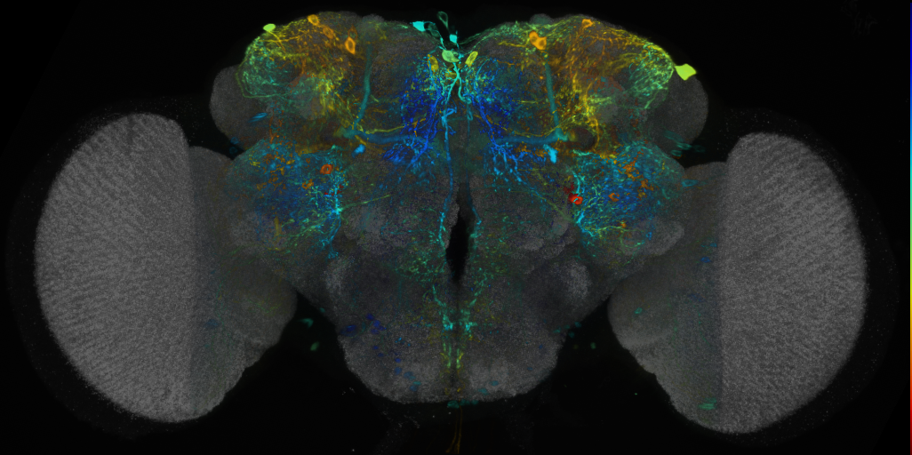 P{VT038964-GAL4} expression pattern
