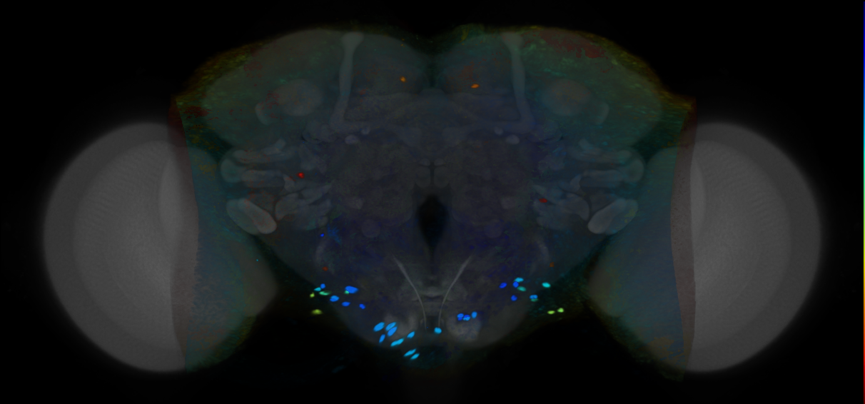 P{VT039095-GAL4} expression pattern