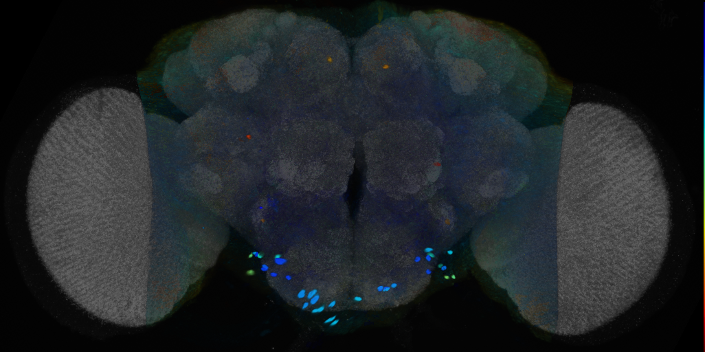 P{VT039095-GAL4} expression pattern