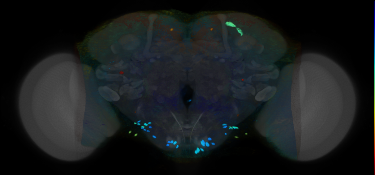 P{VT039095-GAL4} expression pattern