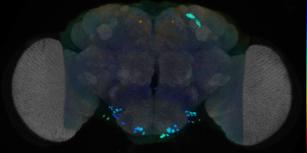 P{VT039095-GAL4} expression pattern