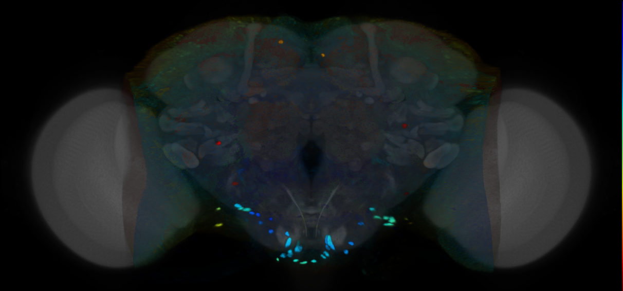 P{VT039095-GAL4} expression pattern