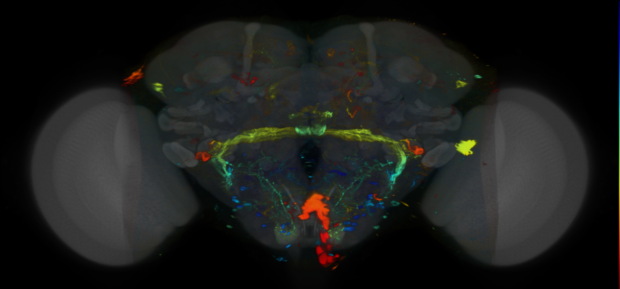 P{VT039433-GAL4} expression pattern