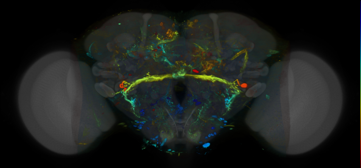 P{VT039433-GAL4} expression pattern