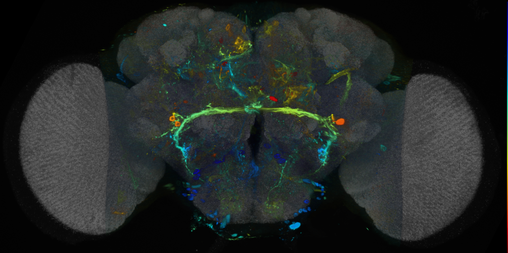 P{VT039433-GAL4} expression pattern