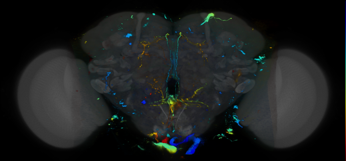 P{VT039434-GAL4} expression pattern