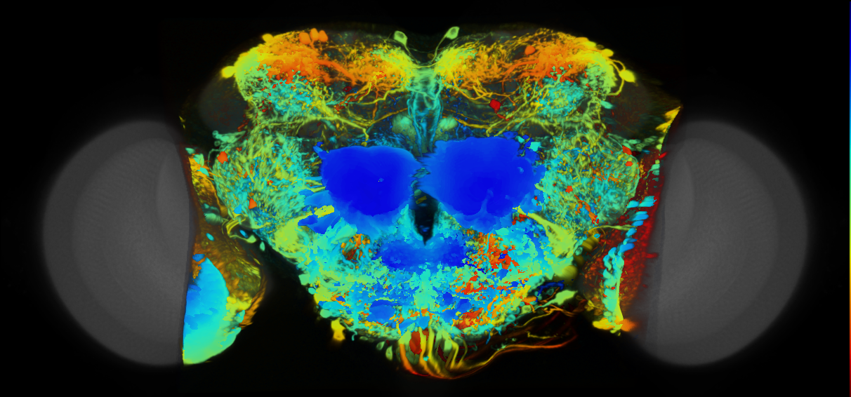 P{VT039457-GAL4} expression pattern