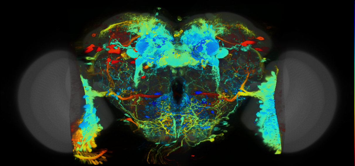 P{VT039490-GAL4} expression pattern
