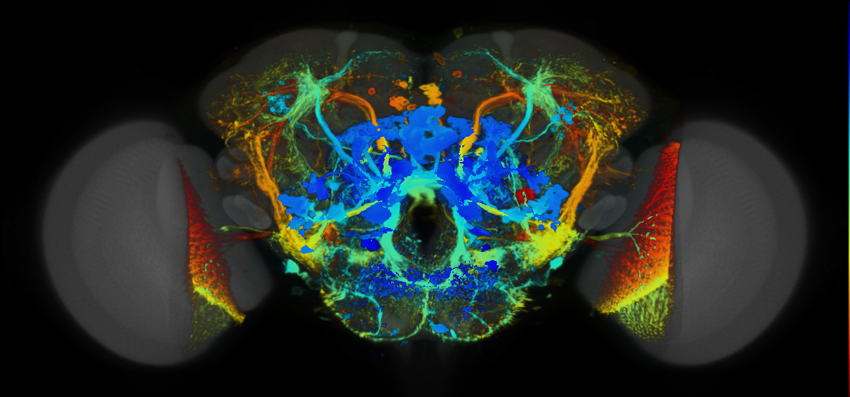 P{VT039492-GAL4} expression pattern