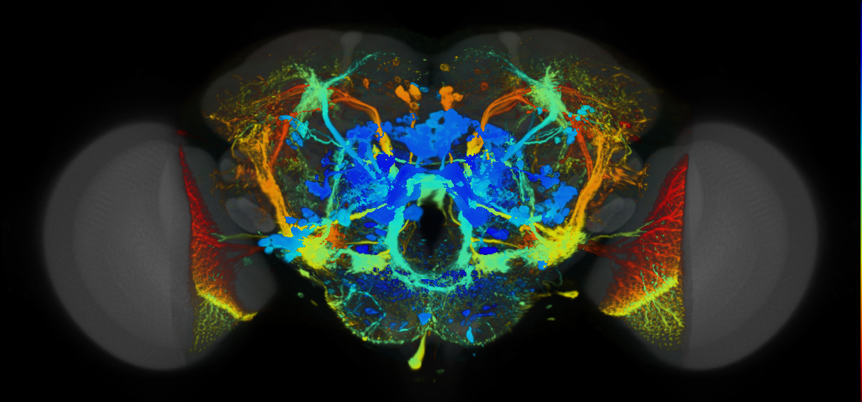 P{VT039492-GAL4} expression pattern
