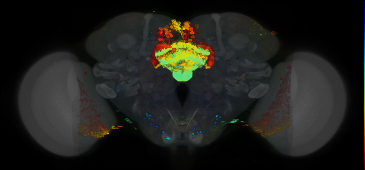 P{VT039497-GAL4} expression pattern