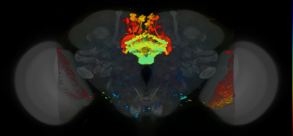 P{VT039497-GAL4} expression pattern