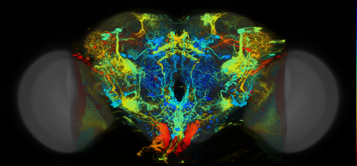 P{VT039499-GAL4} expression pattern