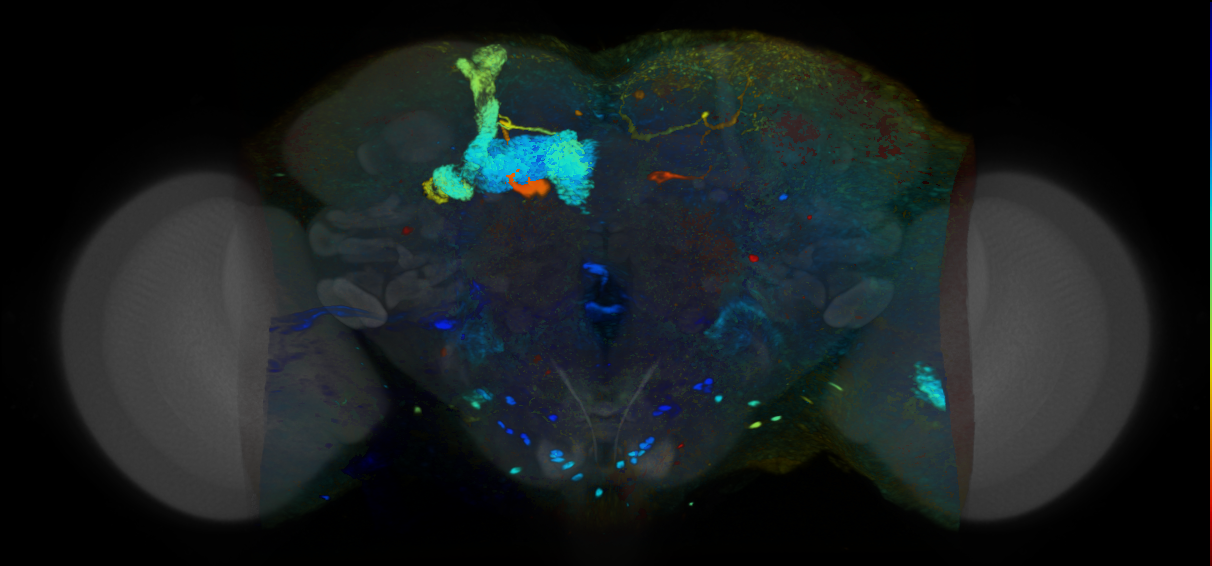 P{VT039575-GAL4} expression pattern