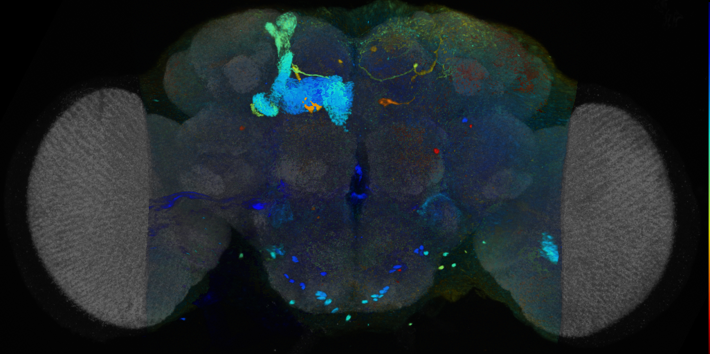 P{VT039575-GAL4} expression pattern