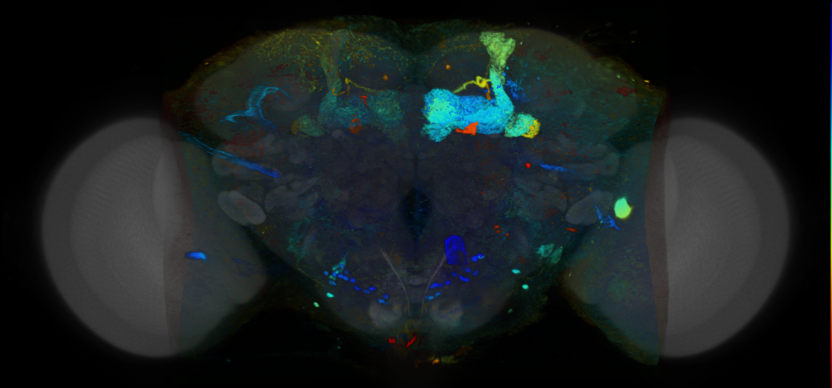 P{VT039575-GAL4} expression pattern