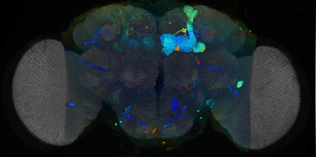 P{VT039575-GAL4} expression pattern