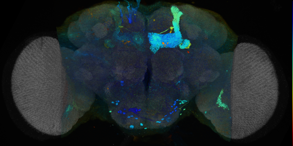 P{VT039575-GAL4} expression pattern