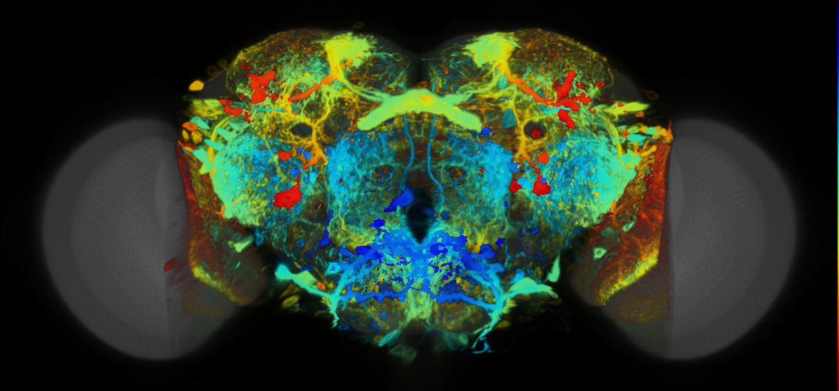 P{VT039787-GAL4} expression pattern