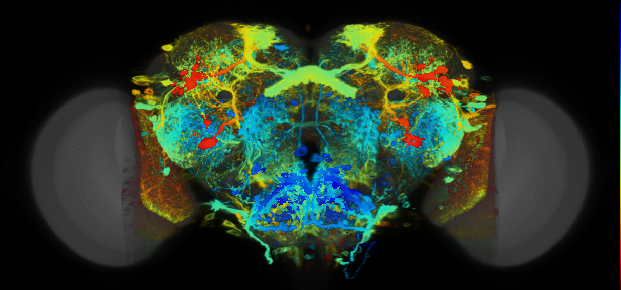 P{VT039787-GAL4} expression pattern